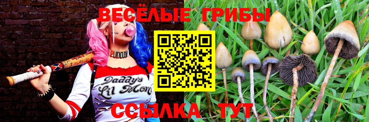 Галлюциногенные грибы Cubensis Коркино